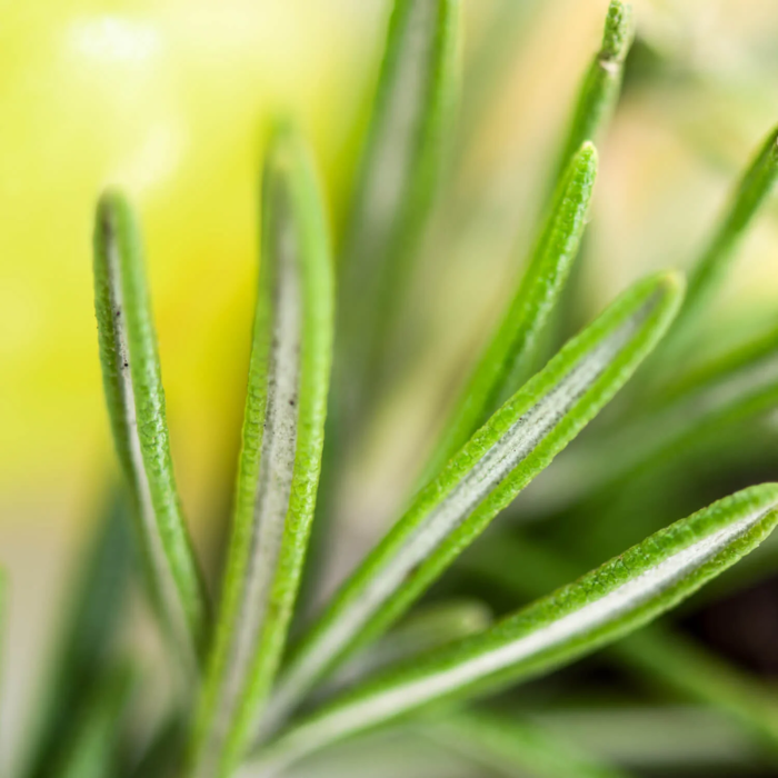 Limpiador hidratante para el cabello de Palo Santo