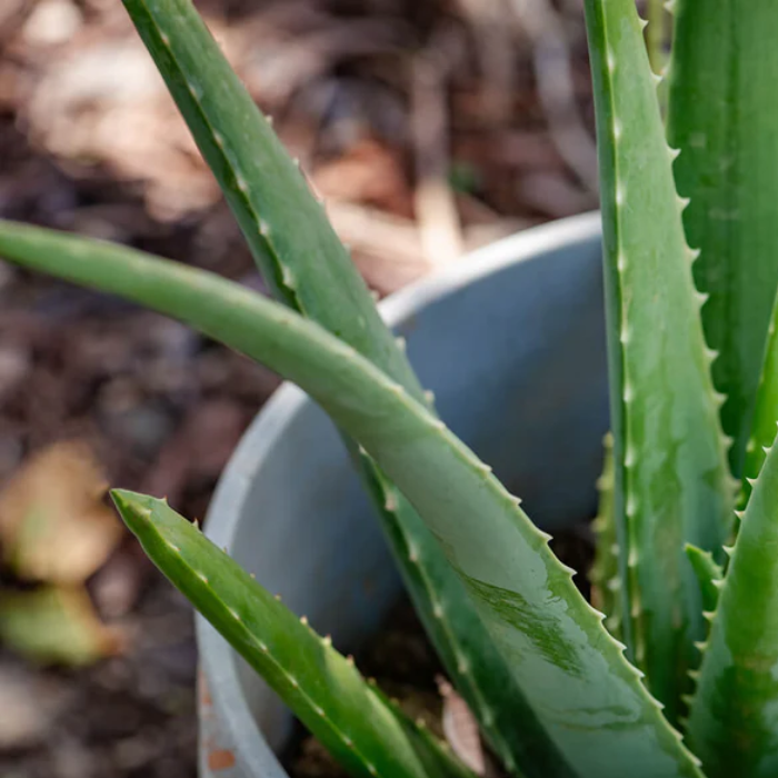 Limpiador hidratante para el cabello de Palo Santo