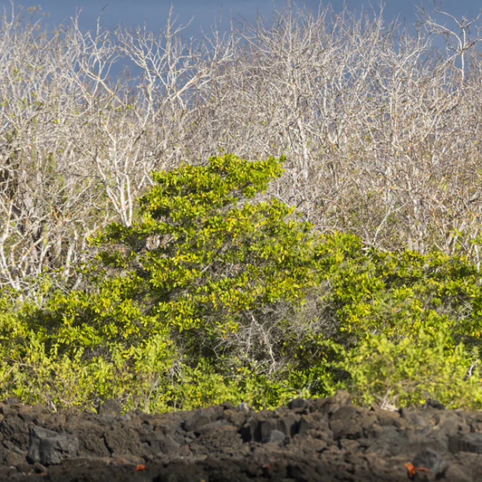 Limpiador hidratante para el cabello de Palo Santo
