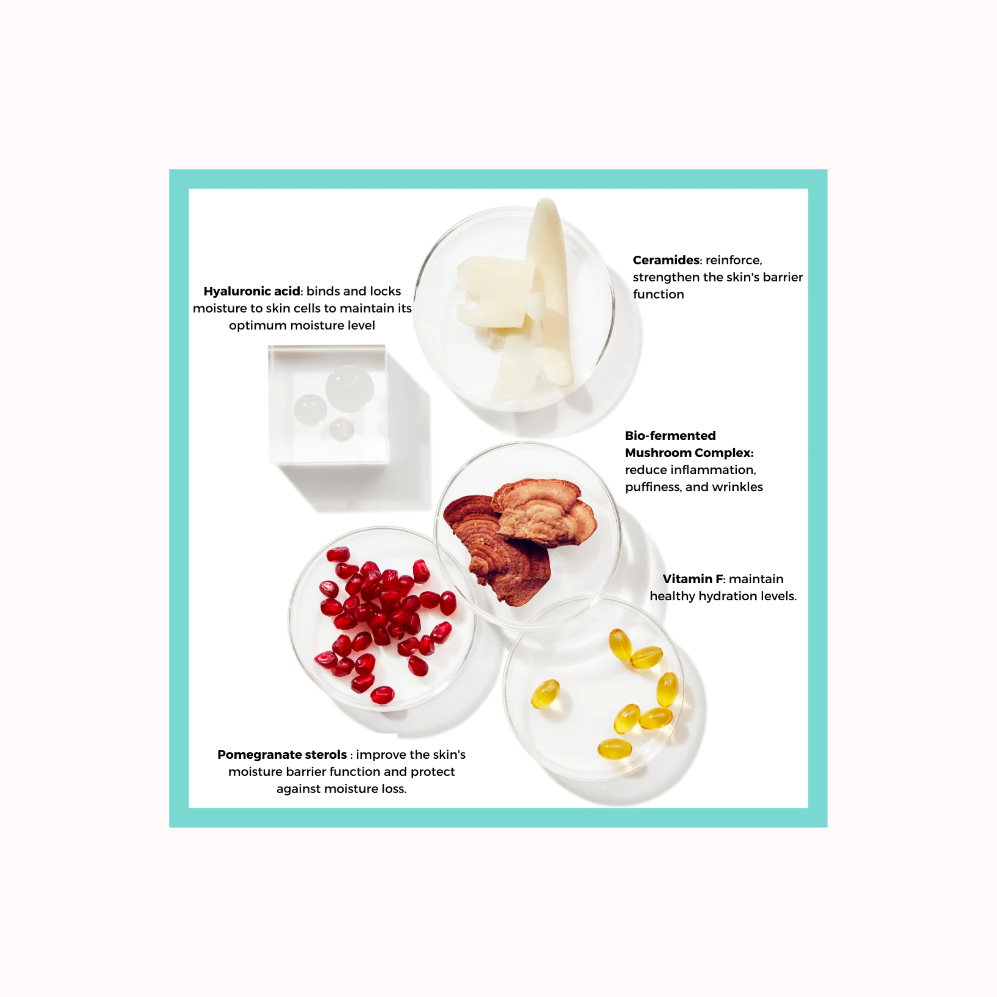 Probiotic 24HR Moisture Boost Cream Moisturizer