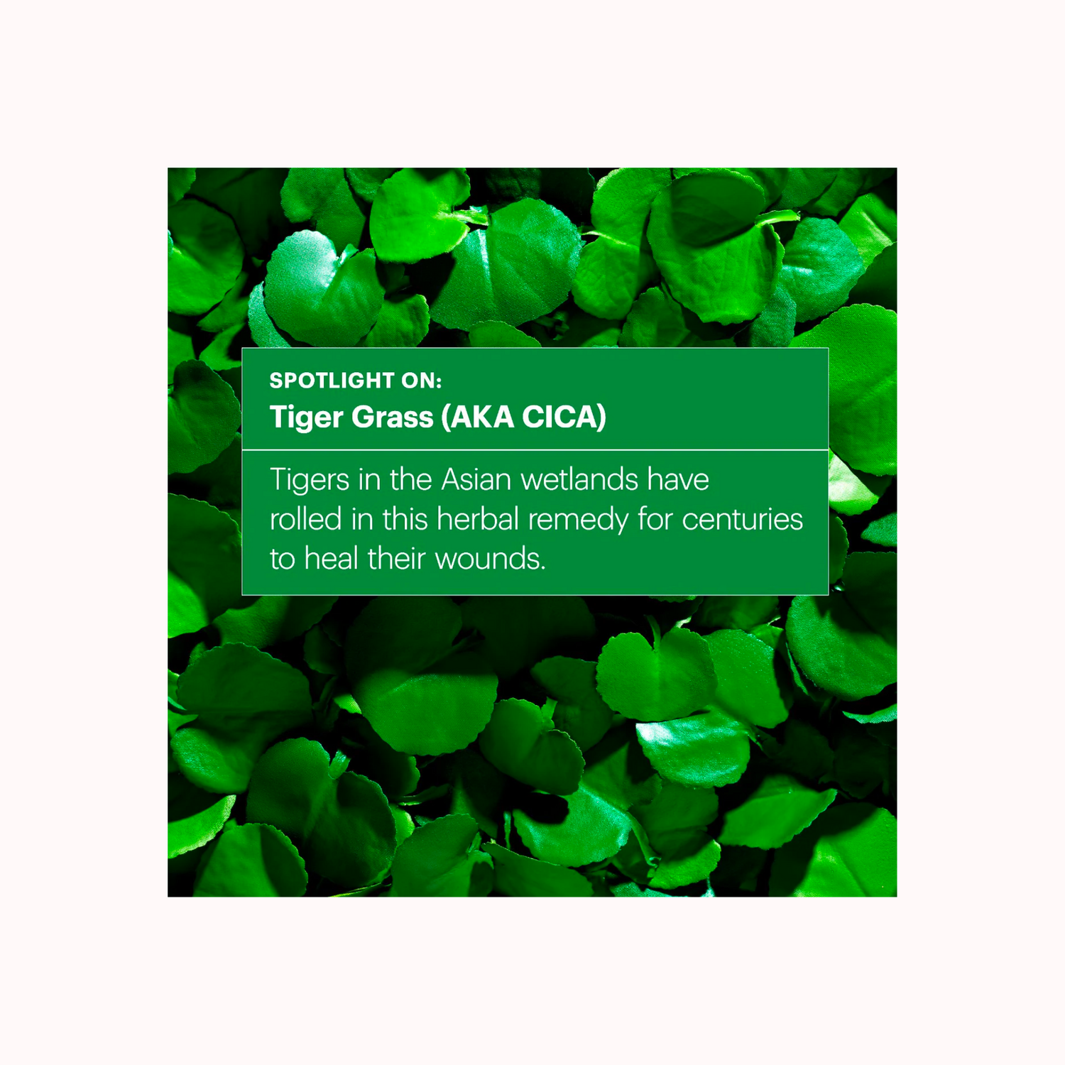 Mini Cicapair™ Tiger Grass Color Correcting Treatment